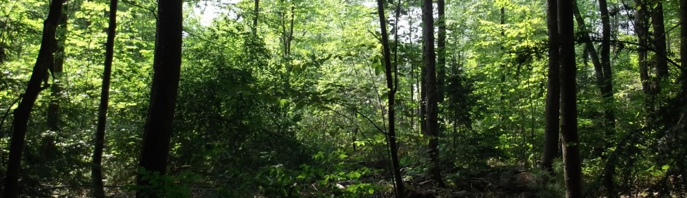 Robbo Holleran, Forester